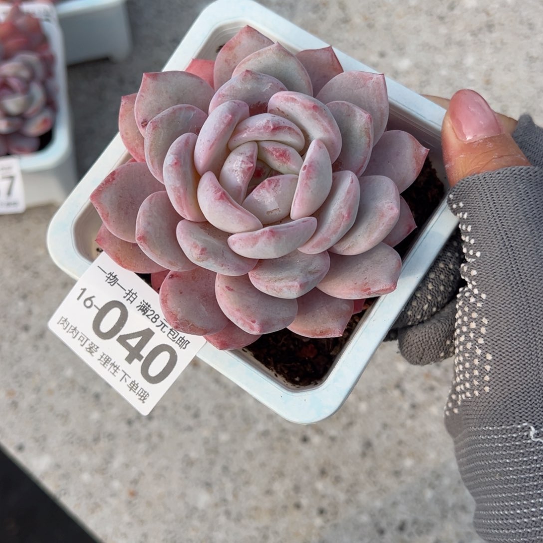 橙梦露多肉多肉多肉多肉