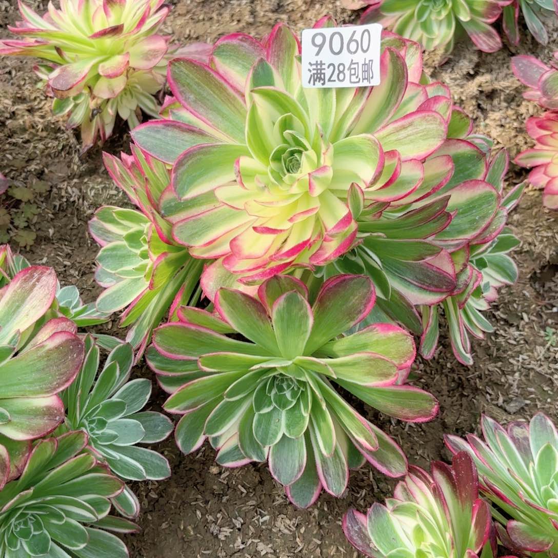 H.   9060海王多肉