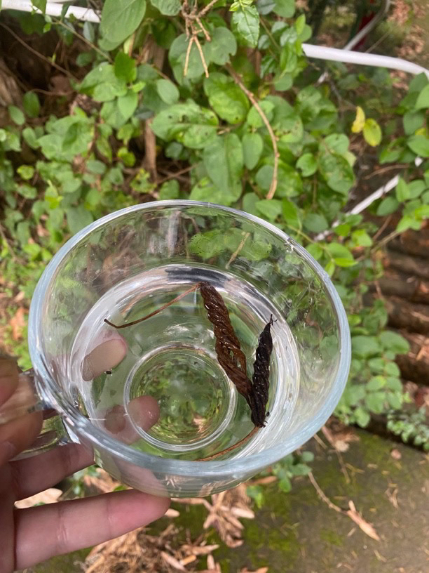 【sss土特产】蟲/草/汪 净含量250g-1000g