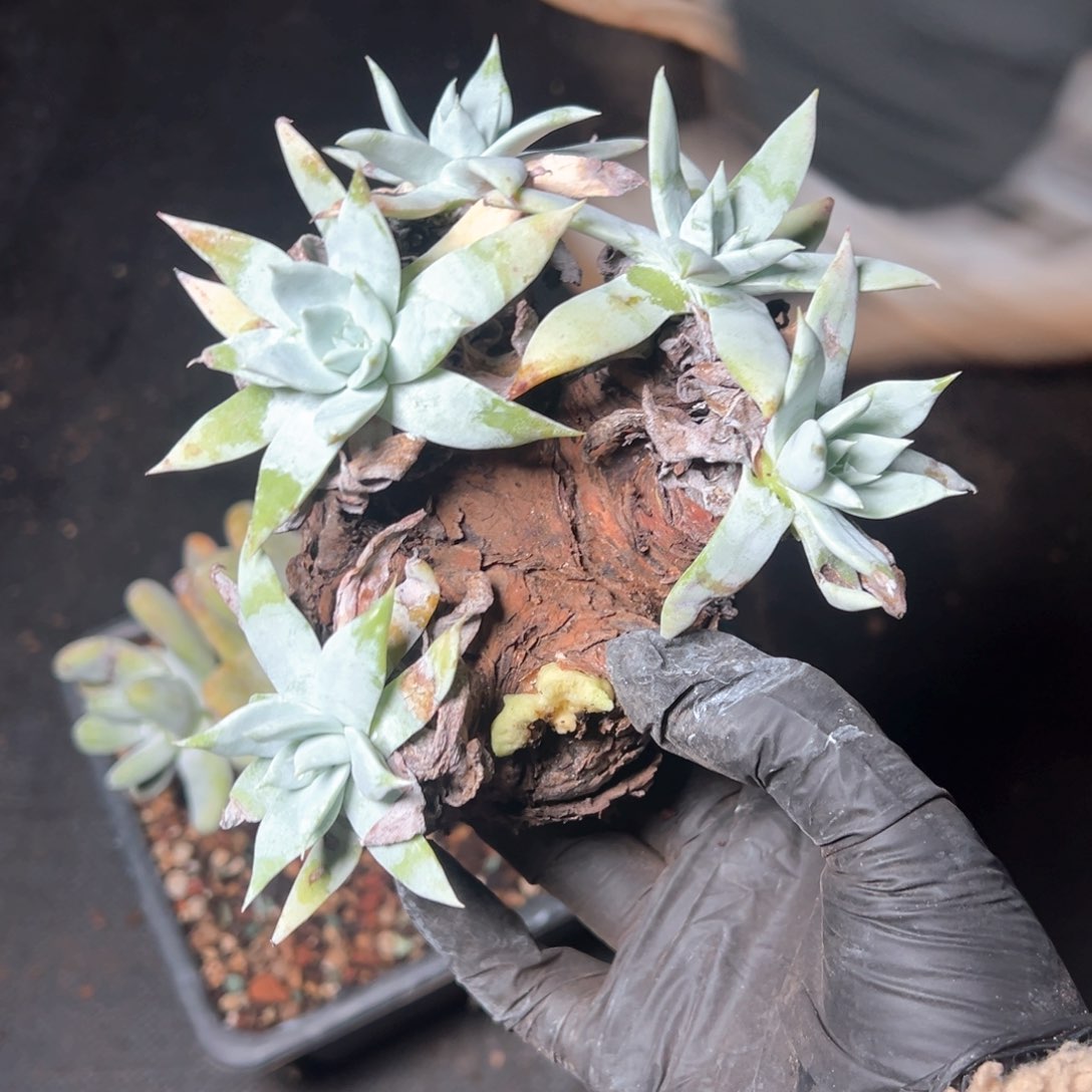 5948瑕疵无售后多肉