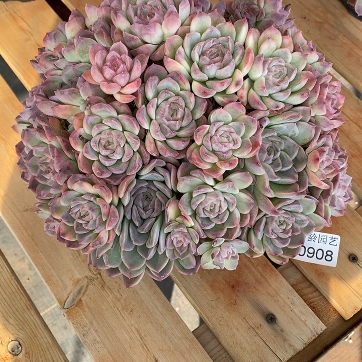 *****908杂交老桩基地～25厘米