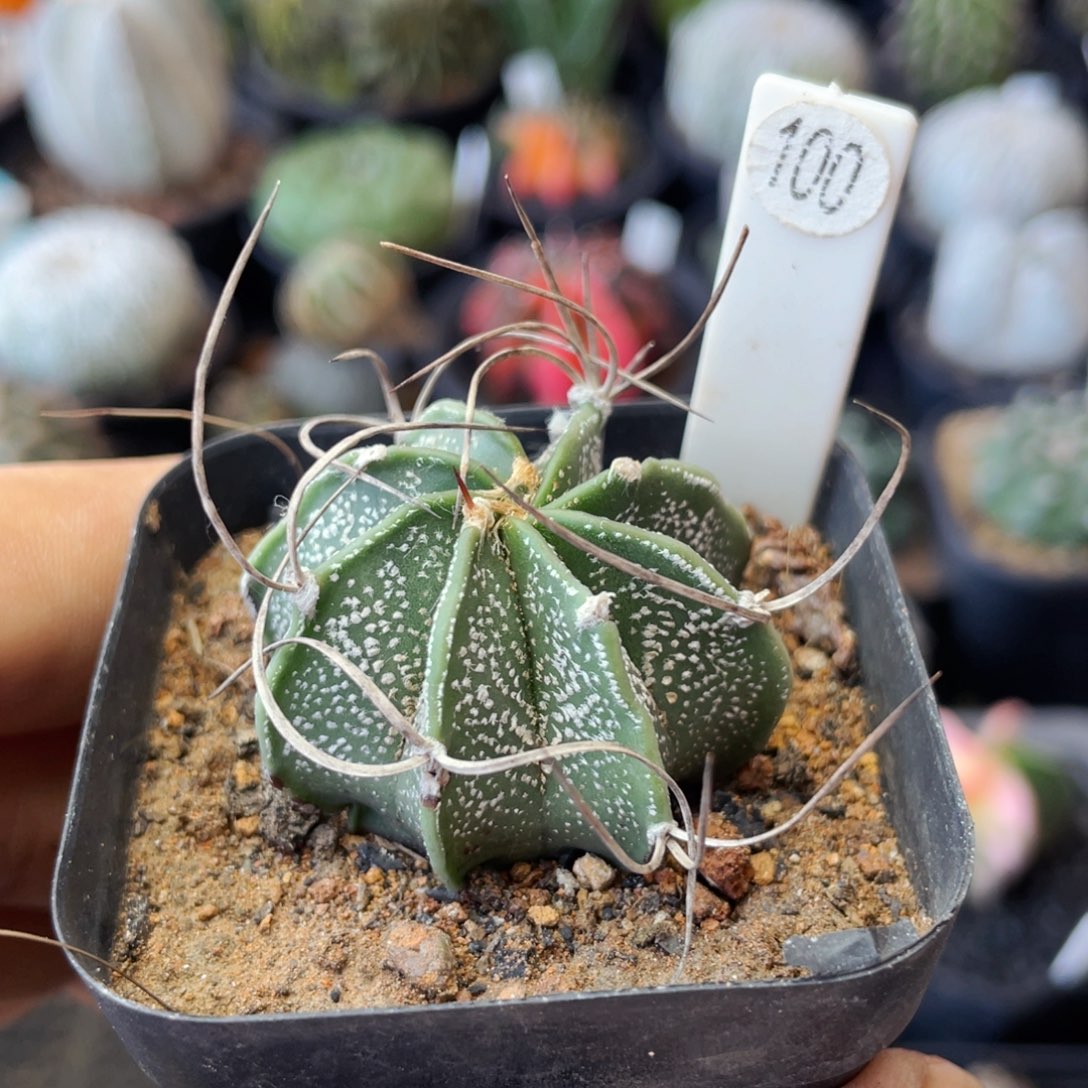 仙人球满28包邮盆口径5公分大风玉3.7公分