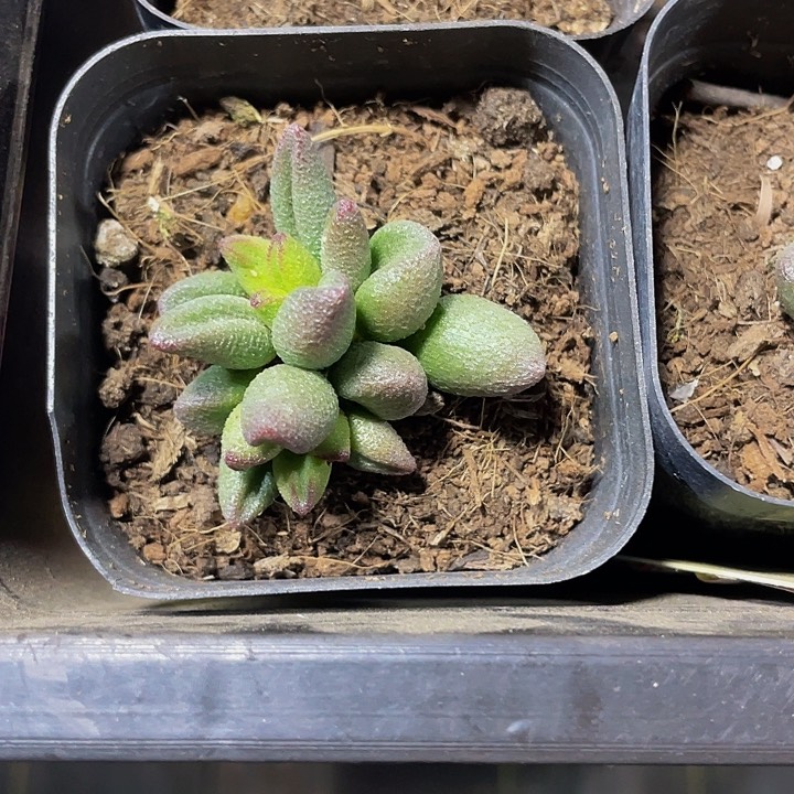 小红嘴水泡5.8带盆