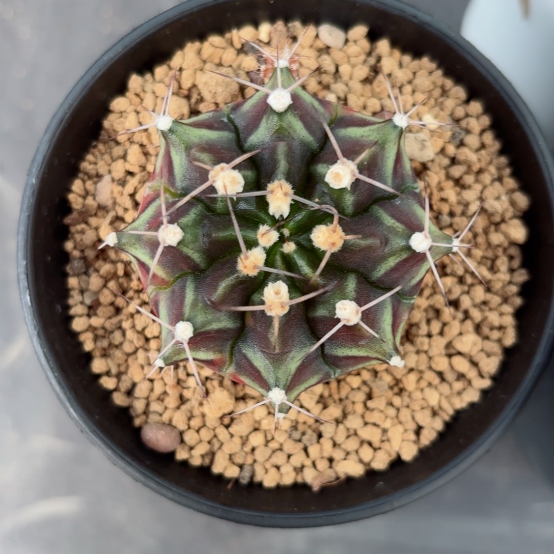 泰系米哈实生仙人球319