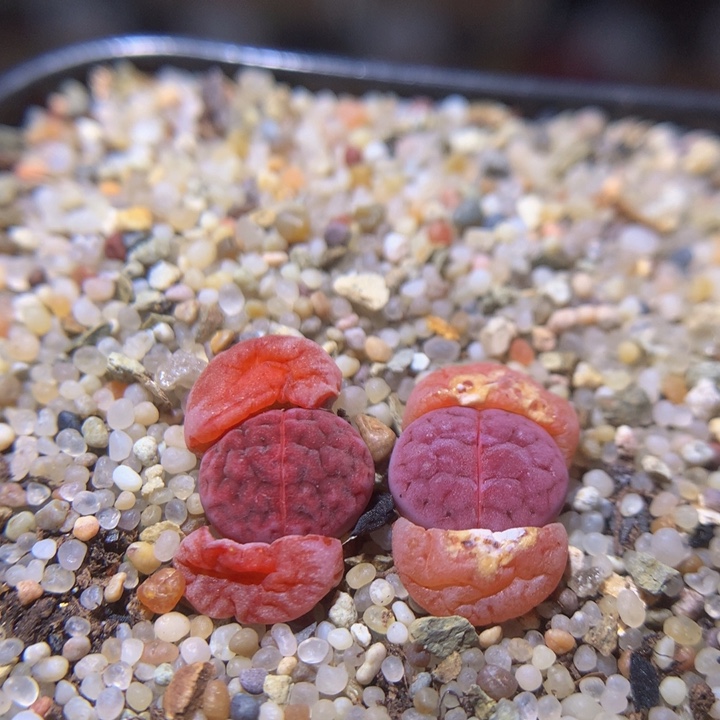 精品生石花311.337