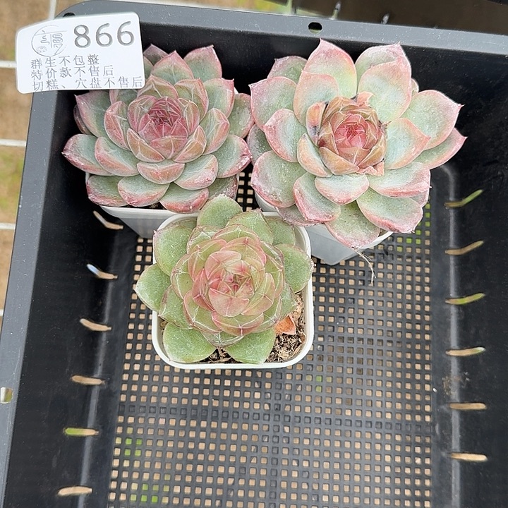 天***师如图866白方珍妮3个不售后