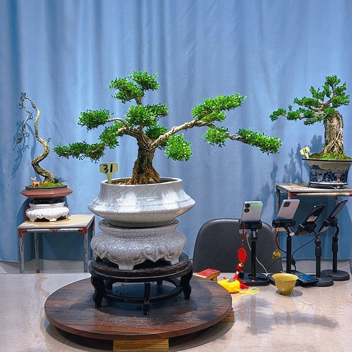 无花朵广东皱皮雀舌黄杨