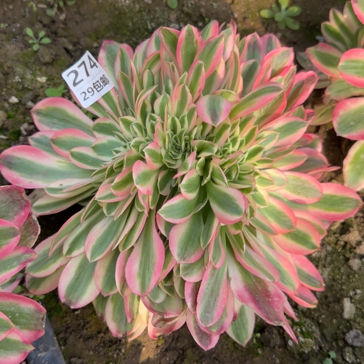 女巫缀……多肉植物……