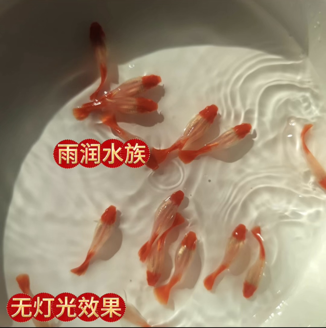 『孔雀鱼鸿运当头』凤尾耐养好养纯种易繁殖观赏鱼苗小鱼易活淡水