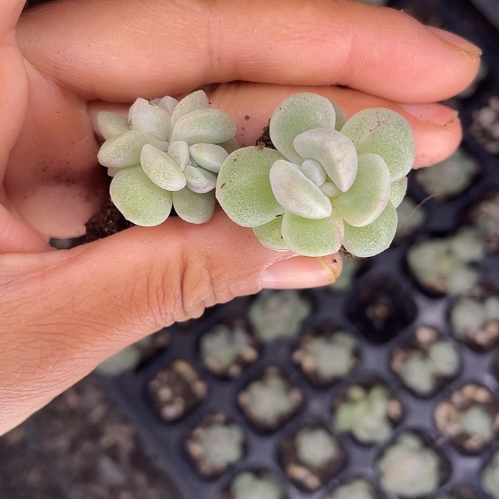 一***水一我一拍冰玉石化50颗