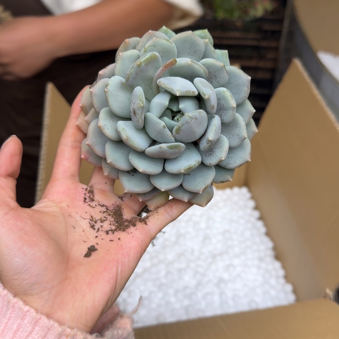 胖美人砍头 不包损16米