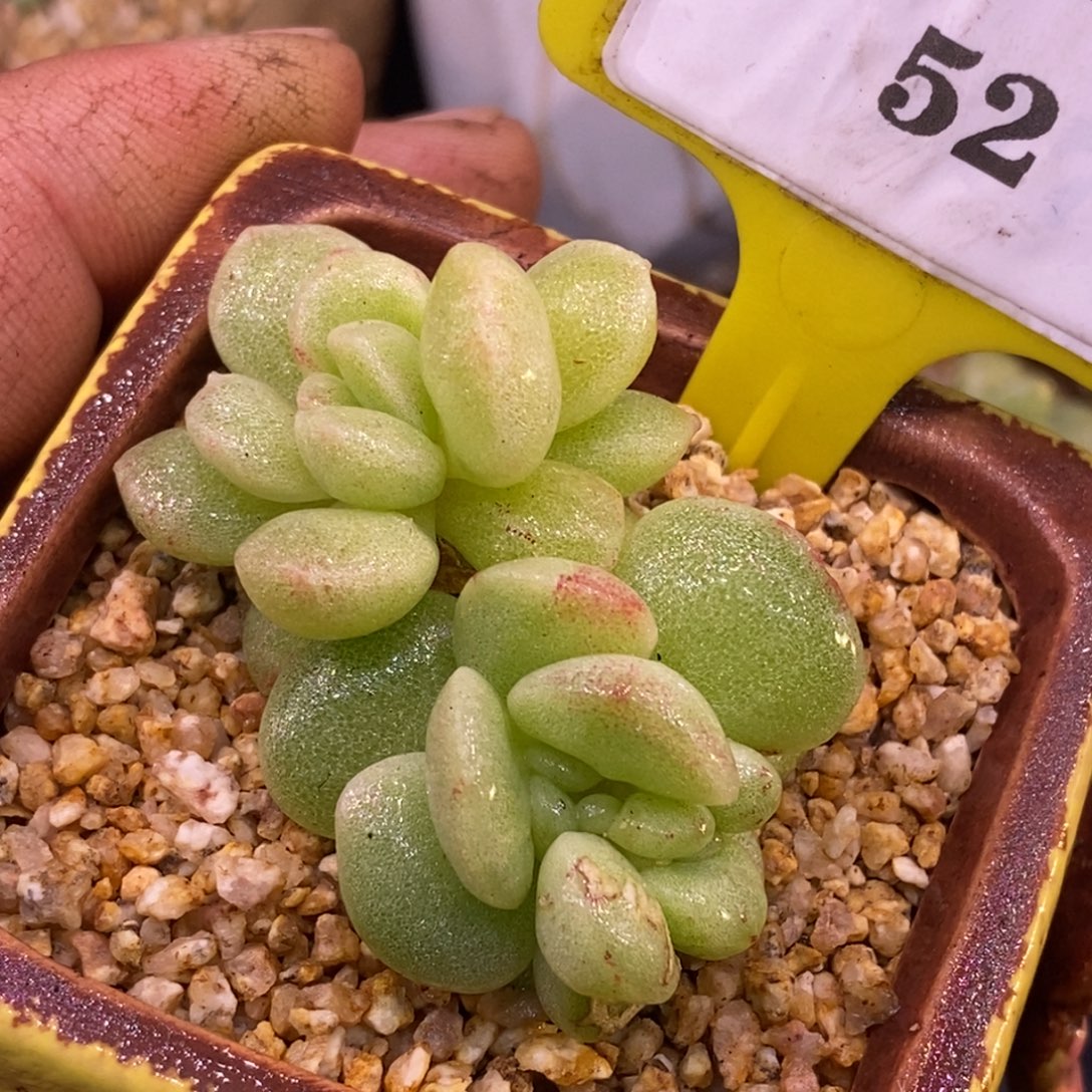 352冰玉石化福利多肉……