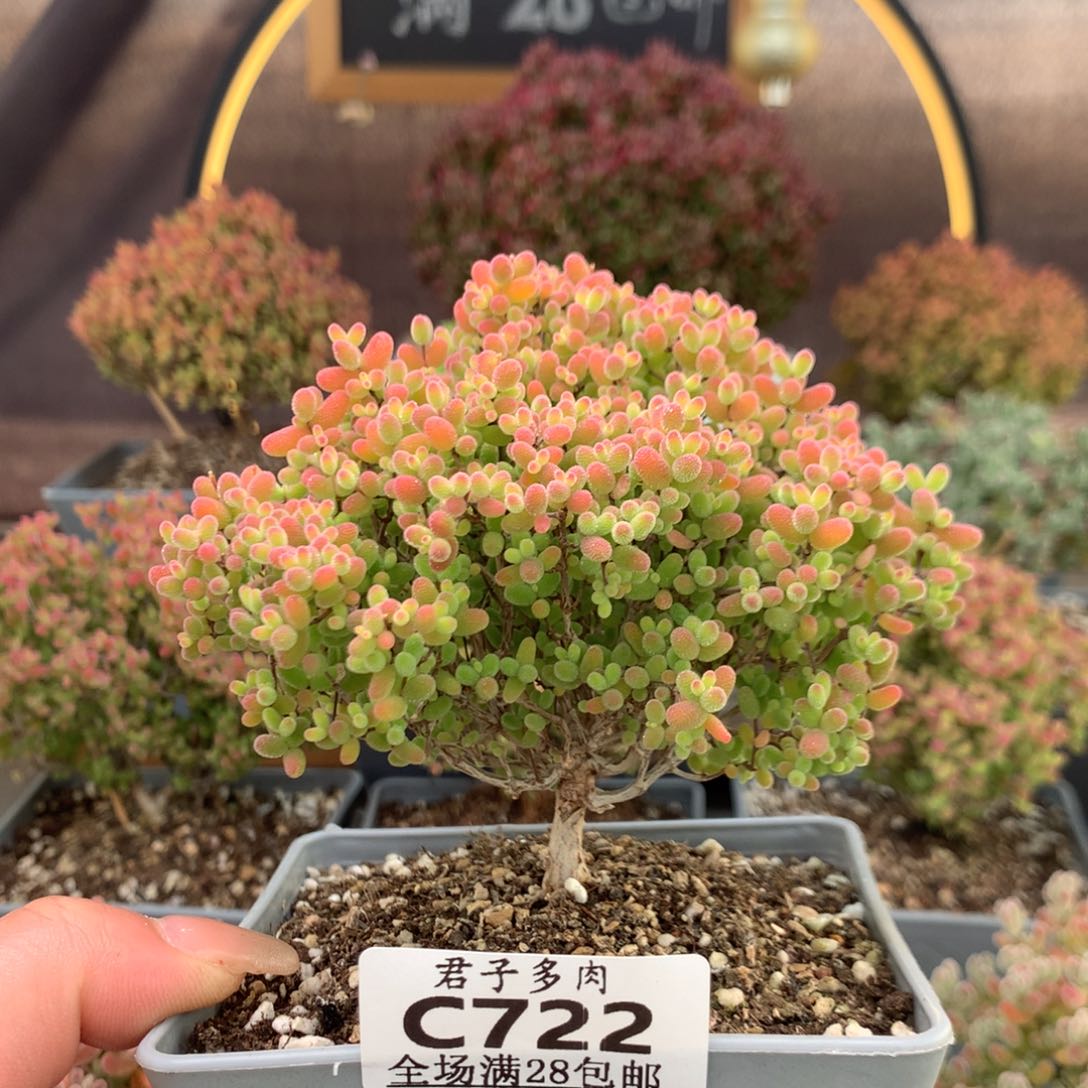 c722蜜橘枝干番杏