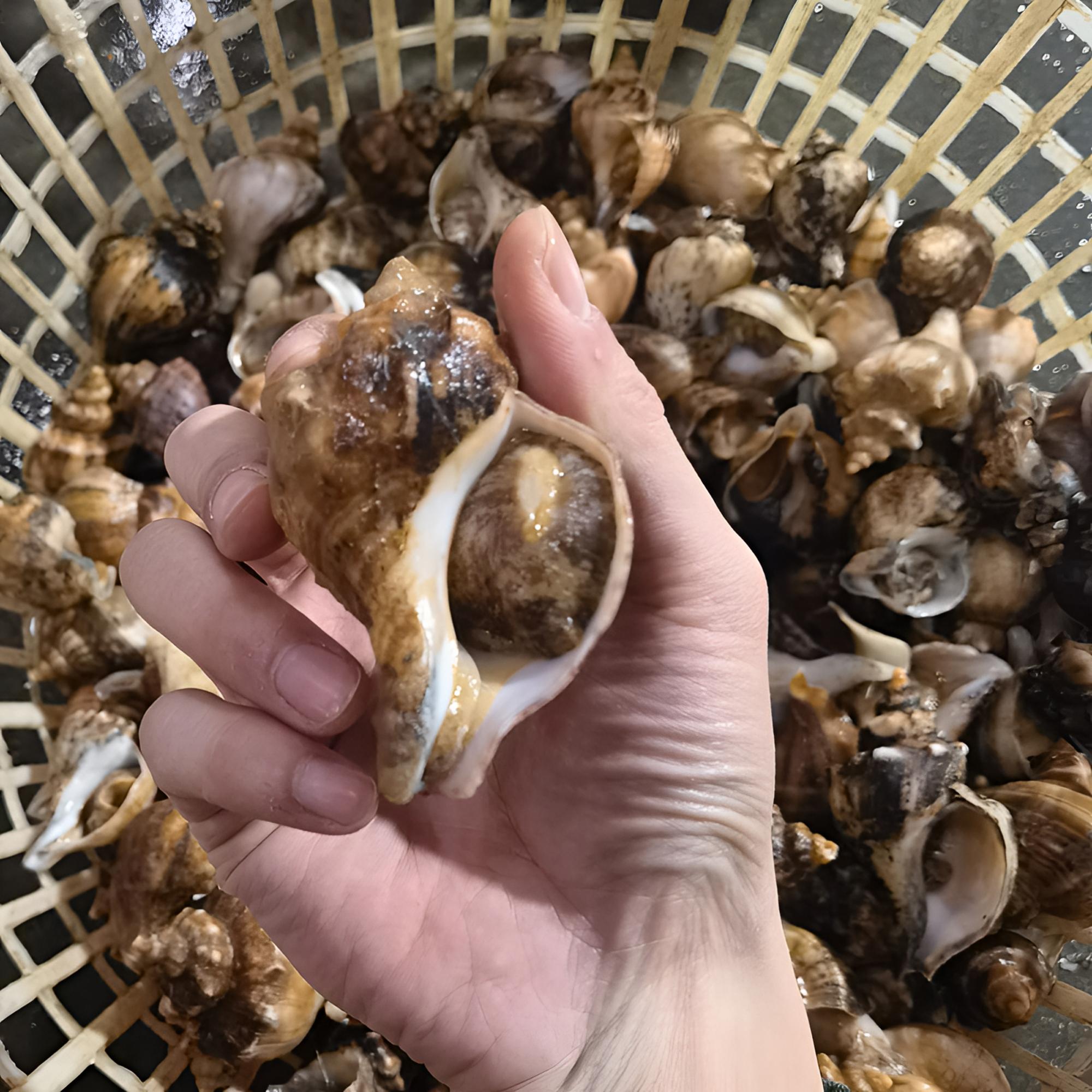 福利款，超划算，（没有盖/微瑕），鲜活，每斤7-12个，抠肉，剁馅，包饺子