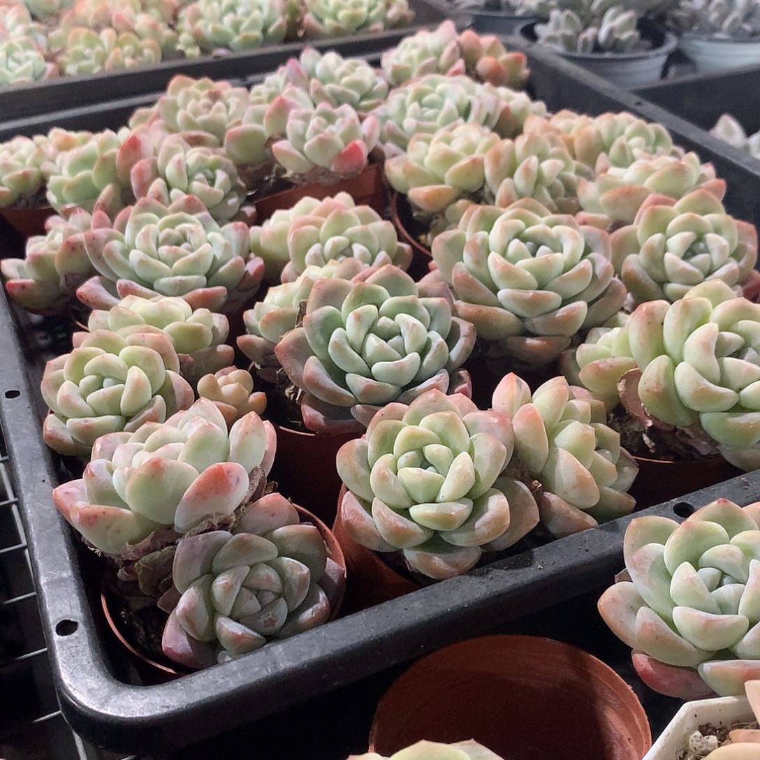 双头奶油冰玉2盆000000000000