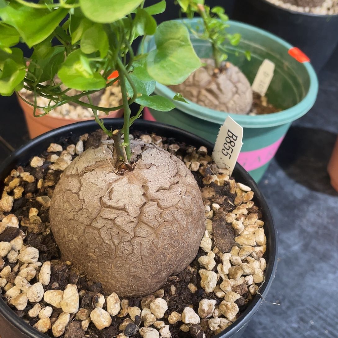 嘿*?855号龟甲龙不退不换