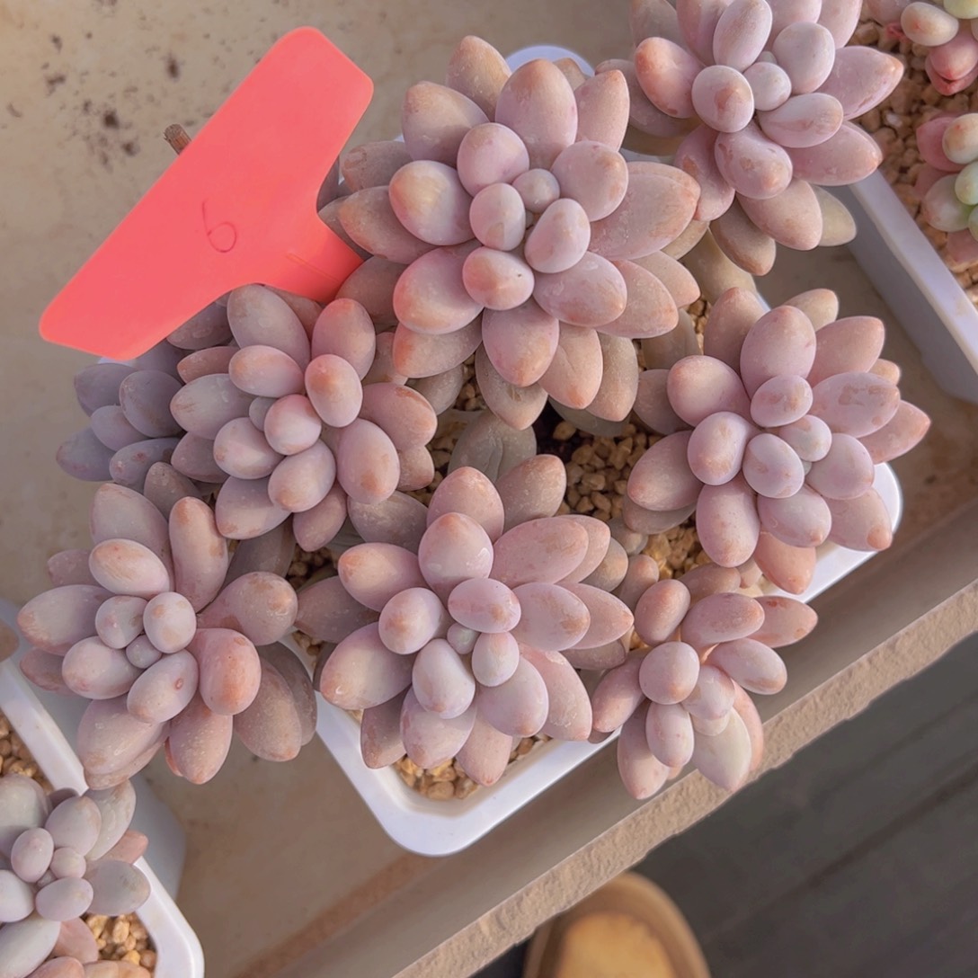 香玉的故事是一个人的