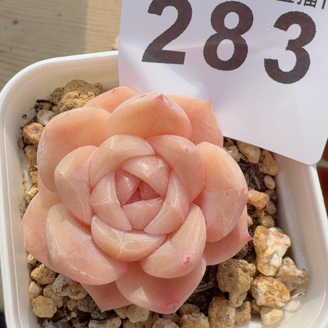 孤品珍妮         精品多肉