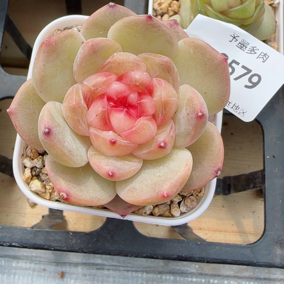 彩虹方糖，8579多肉