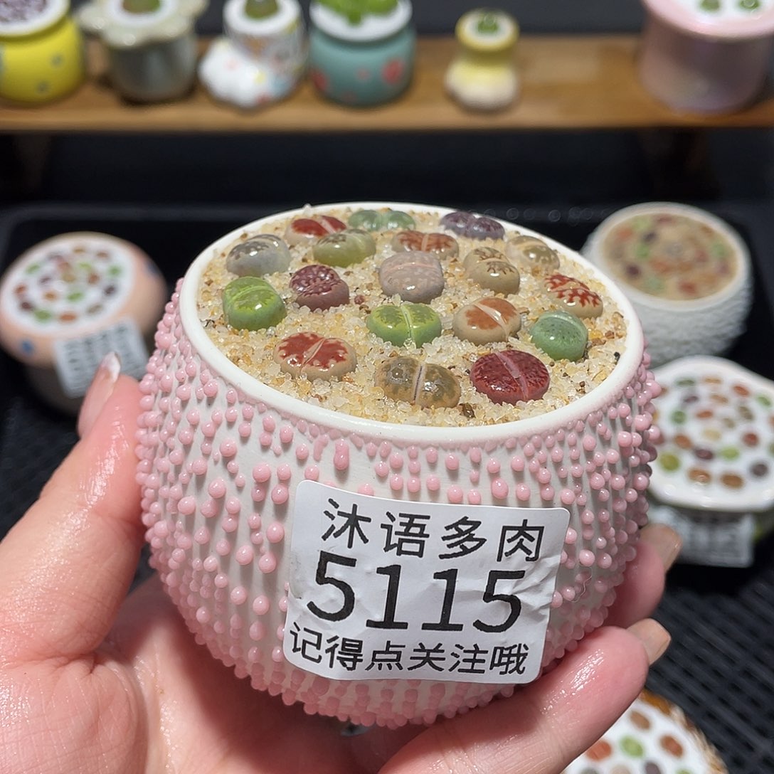 带盆土植物 一物一拍5115