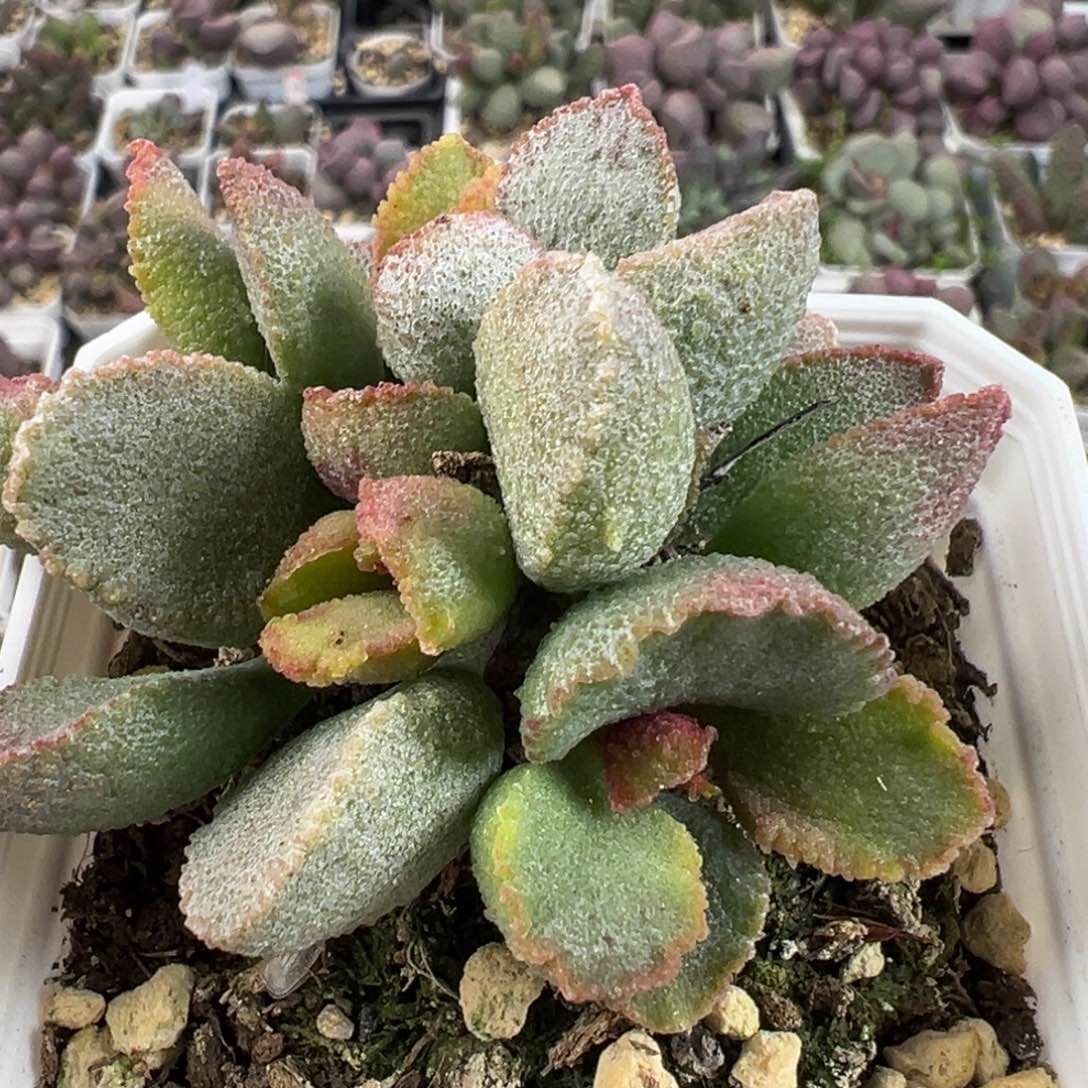 小贝壳多头纯木质桩多肉植物