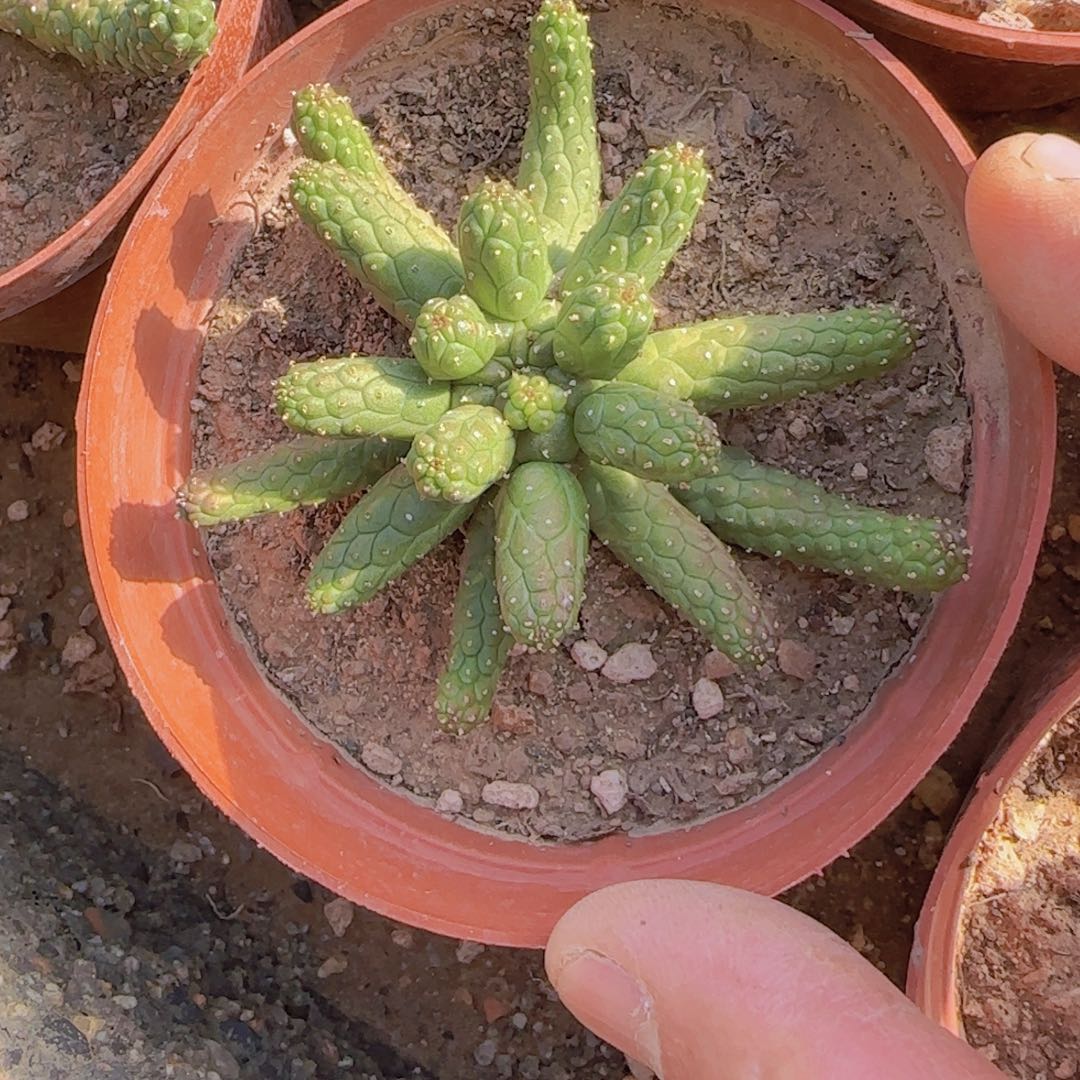 冬****块根植物块根植物