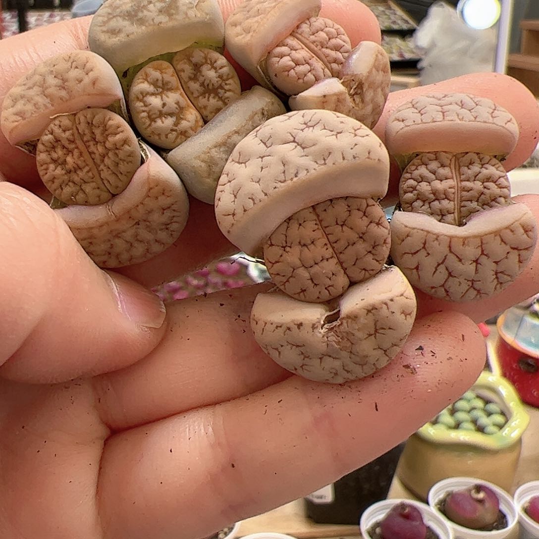 【闪购商品】133 荒