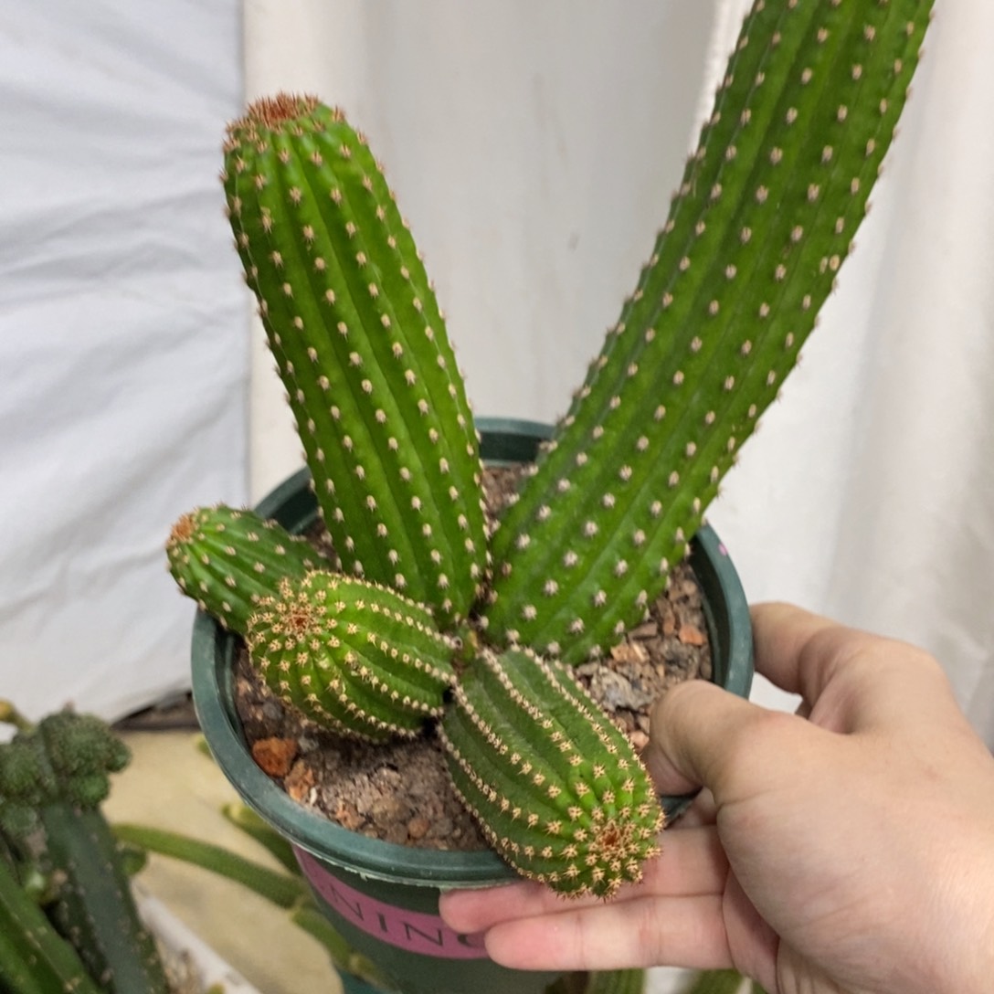 进口金妞金4群生一物一拍103