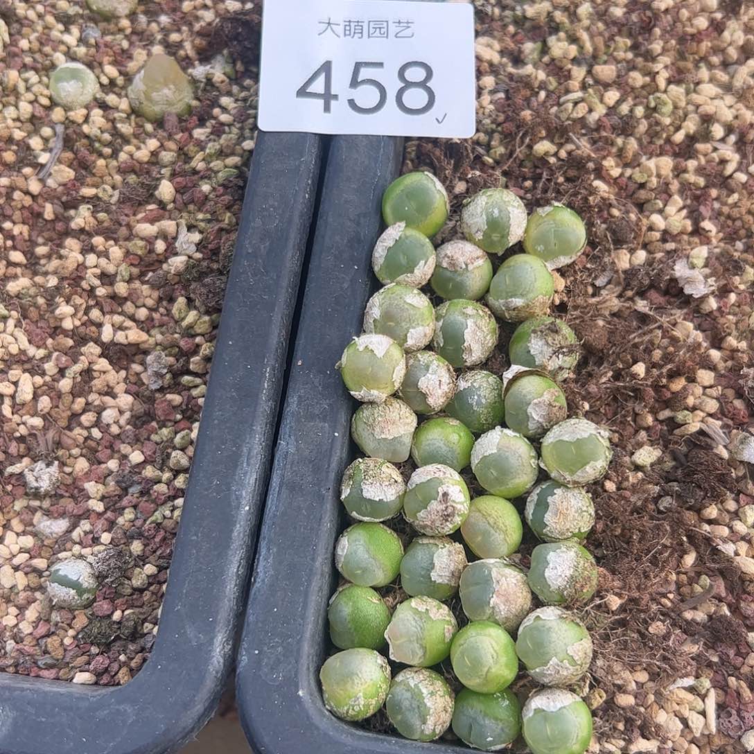 量拍 以下3颗拉登。  458