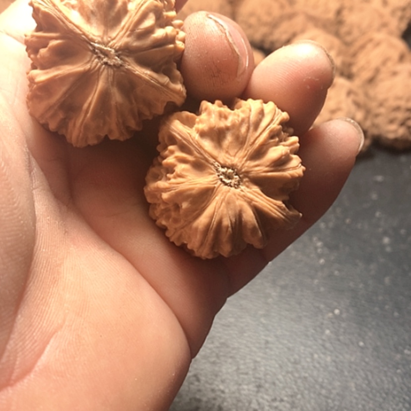 【闪购商品】I****卧龙粗筋