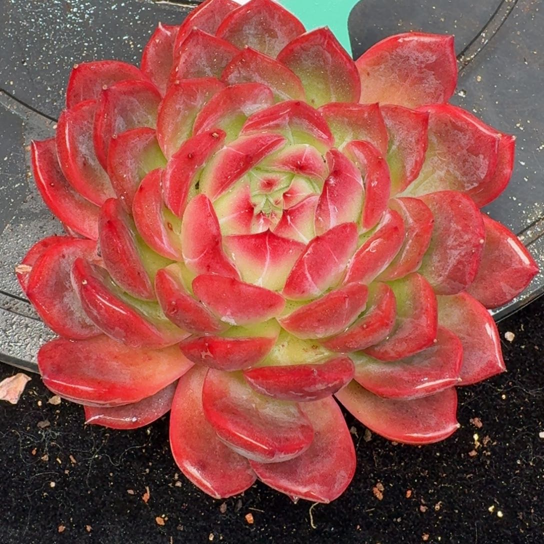 从前慢多肉精选编号1214.174