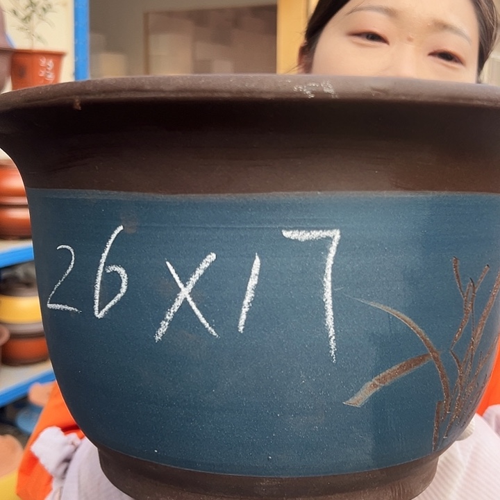 26蓝平角金钟花盆花盆花盆里