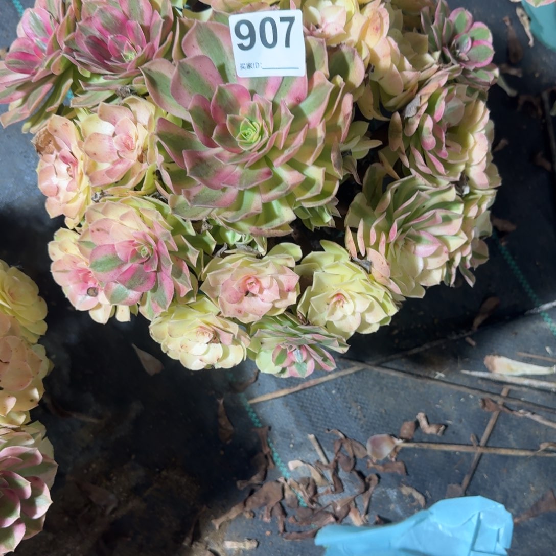 大雨河多肉植物老庄907