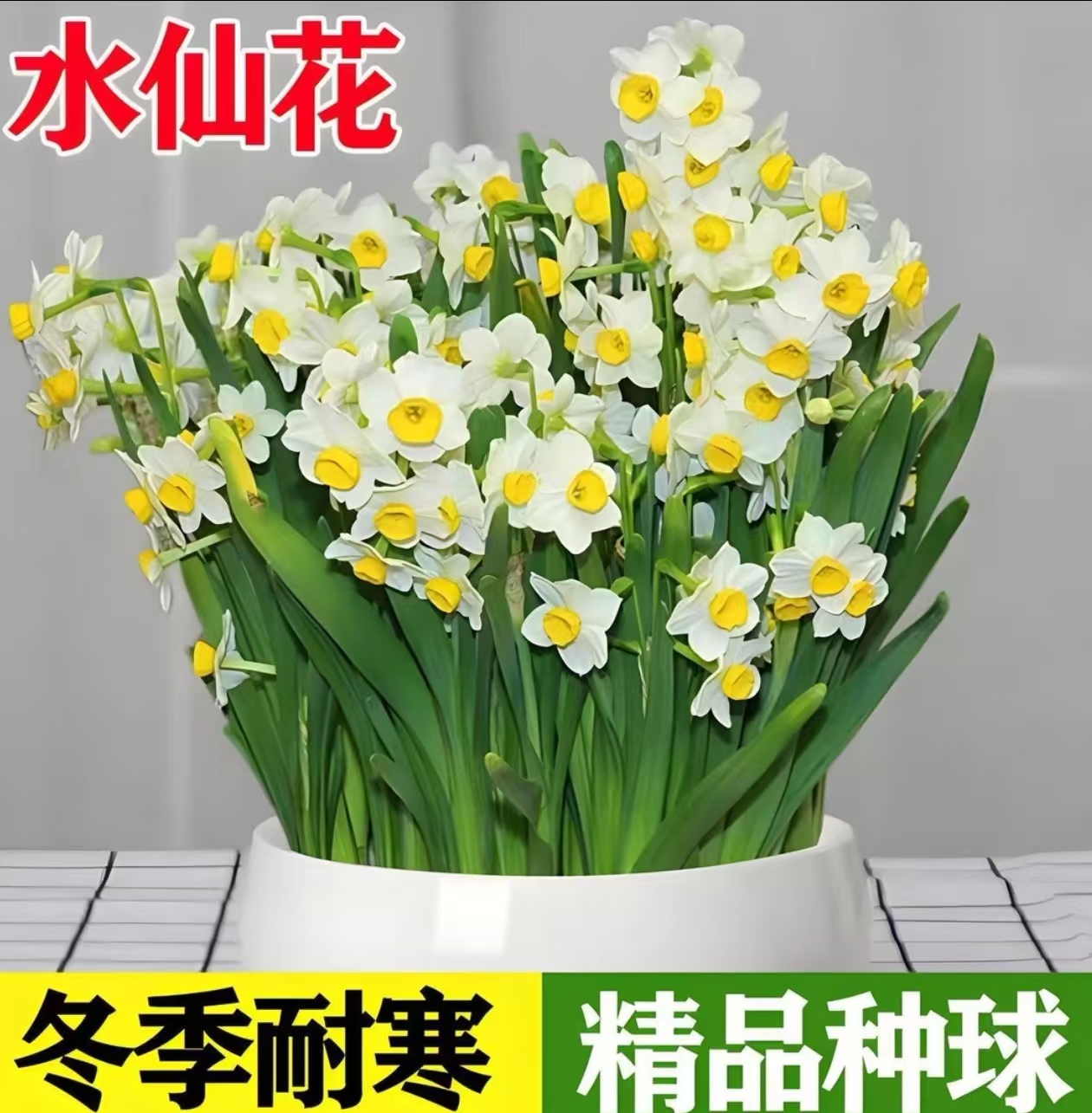 【水仙花种球】漳州水仙花水样四季室内花卉耐寒耐冻