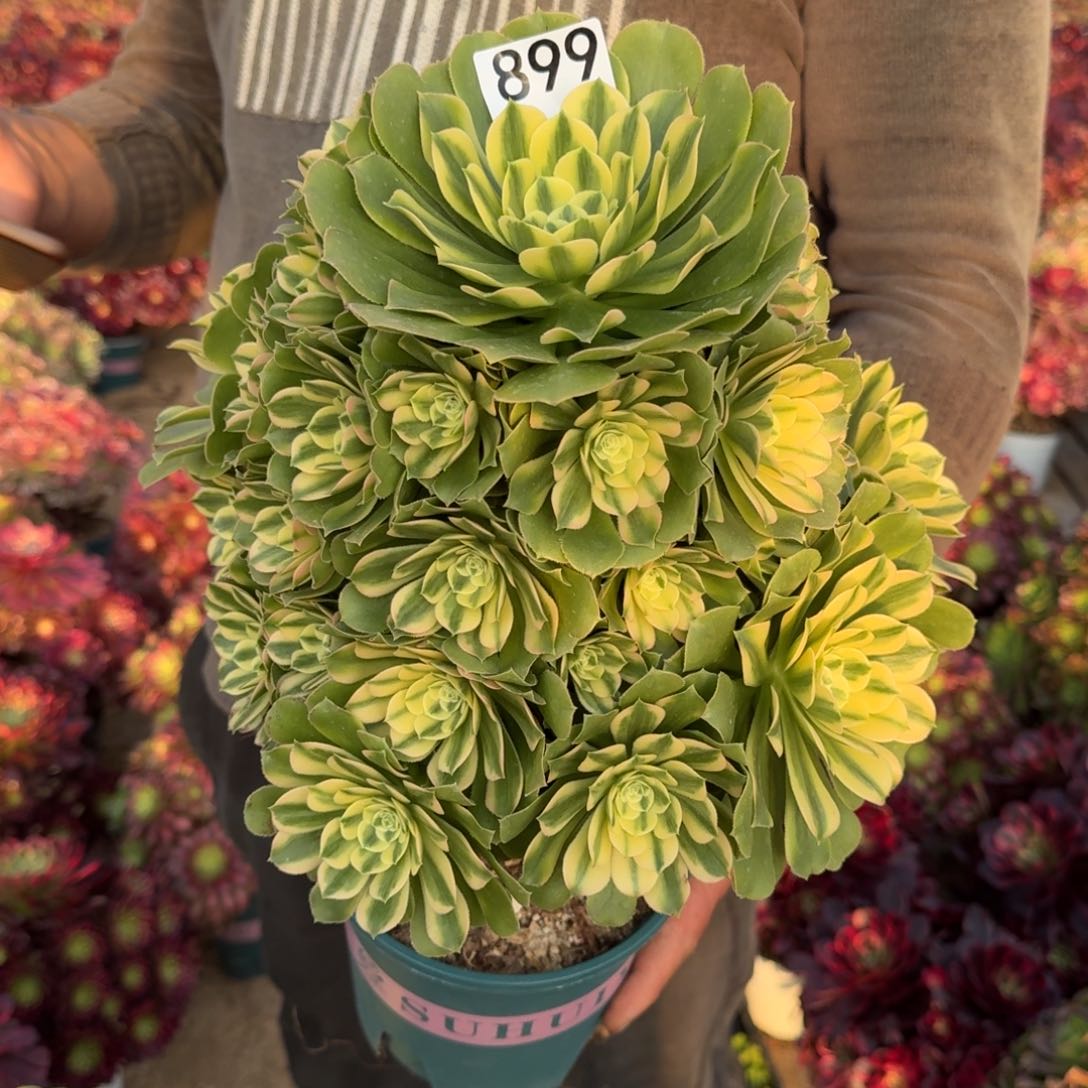 899辛妮亚多肉植物