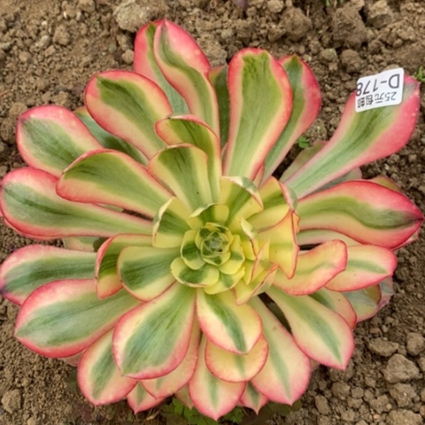 178爱丽丝满25包邮多肉