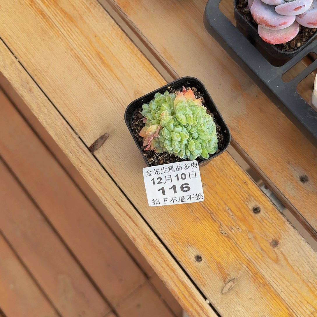 局***、1210-116溏心缀化