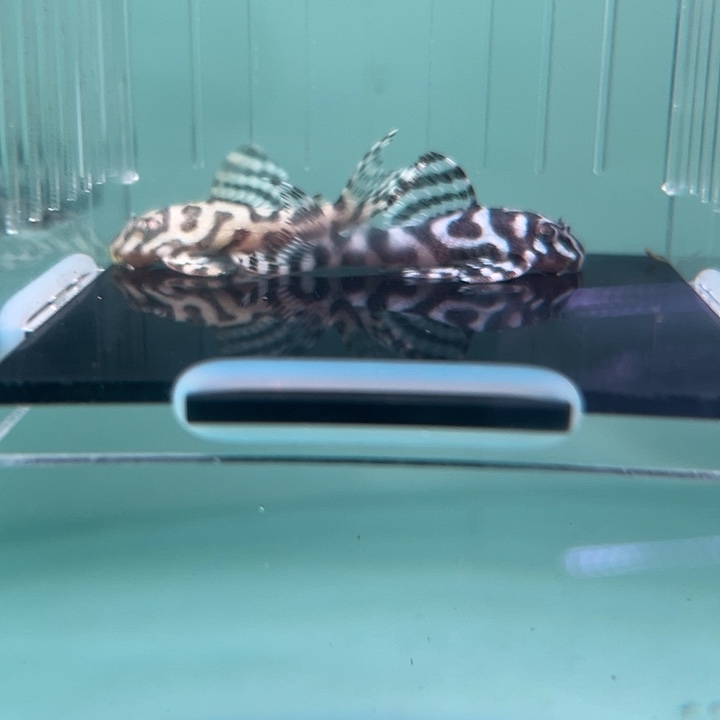 O***r清道夫鱼3-035小林圭2条差价