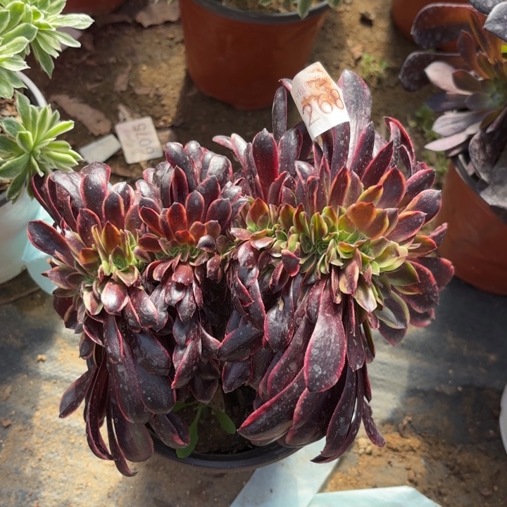 欧佳丽坠多肉法师6268