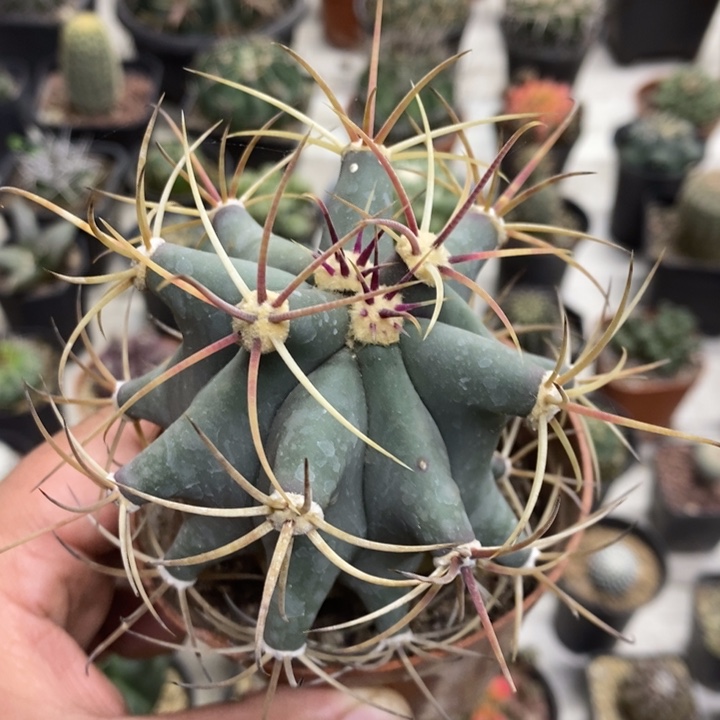 实生江守玉特价福利