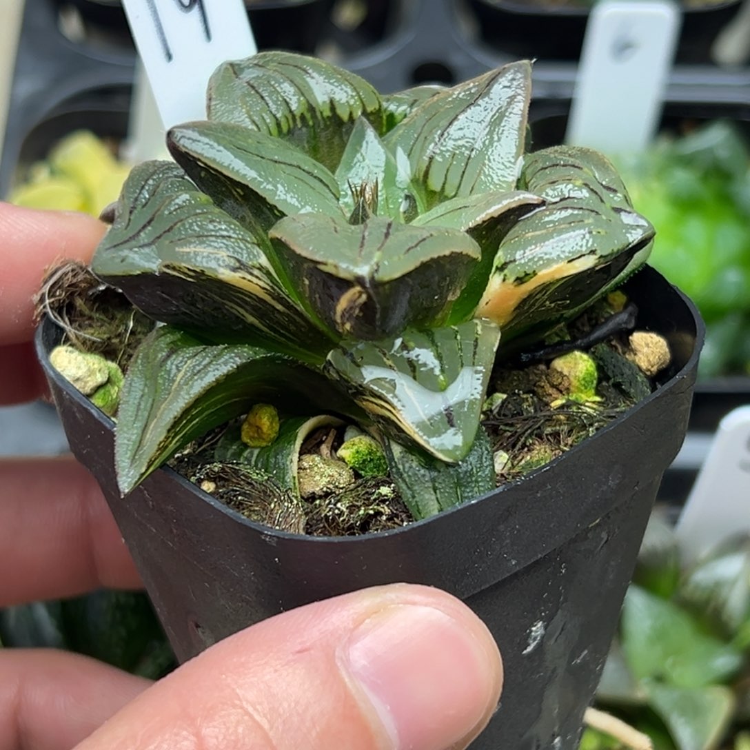 19红纹寿锦一物一拍