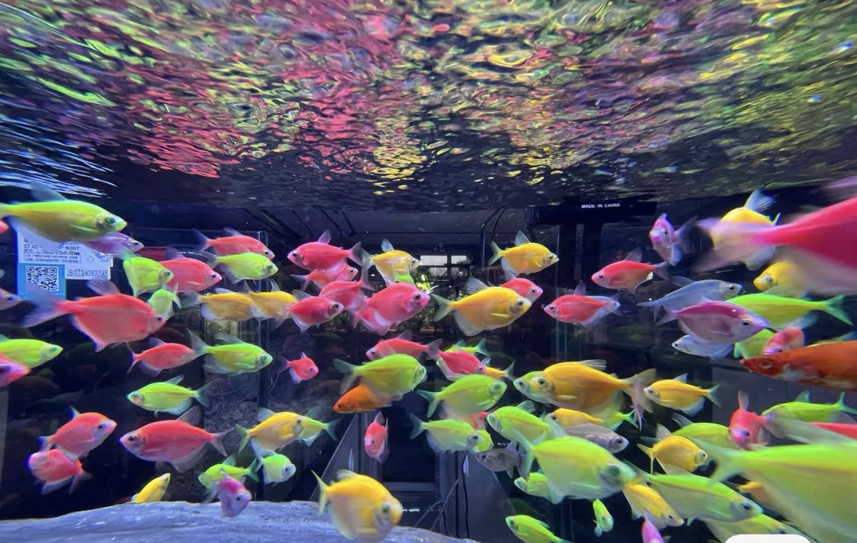 五色彩天使小型热带淡水观赏鱼颜色丰富好养耐活