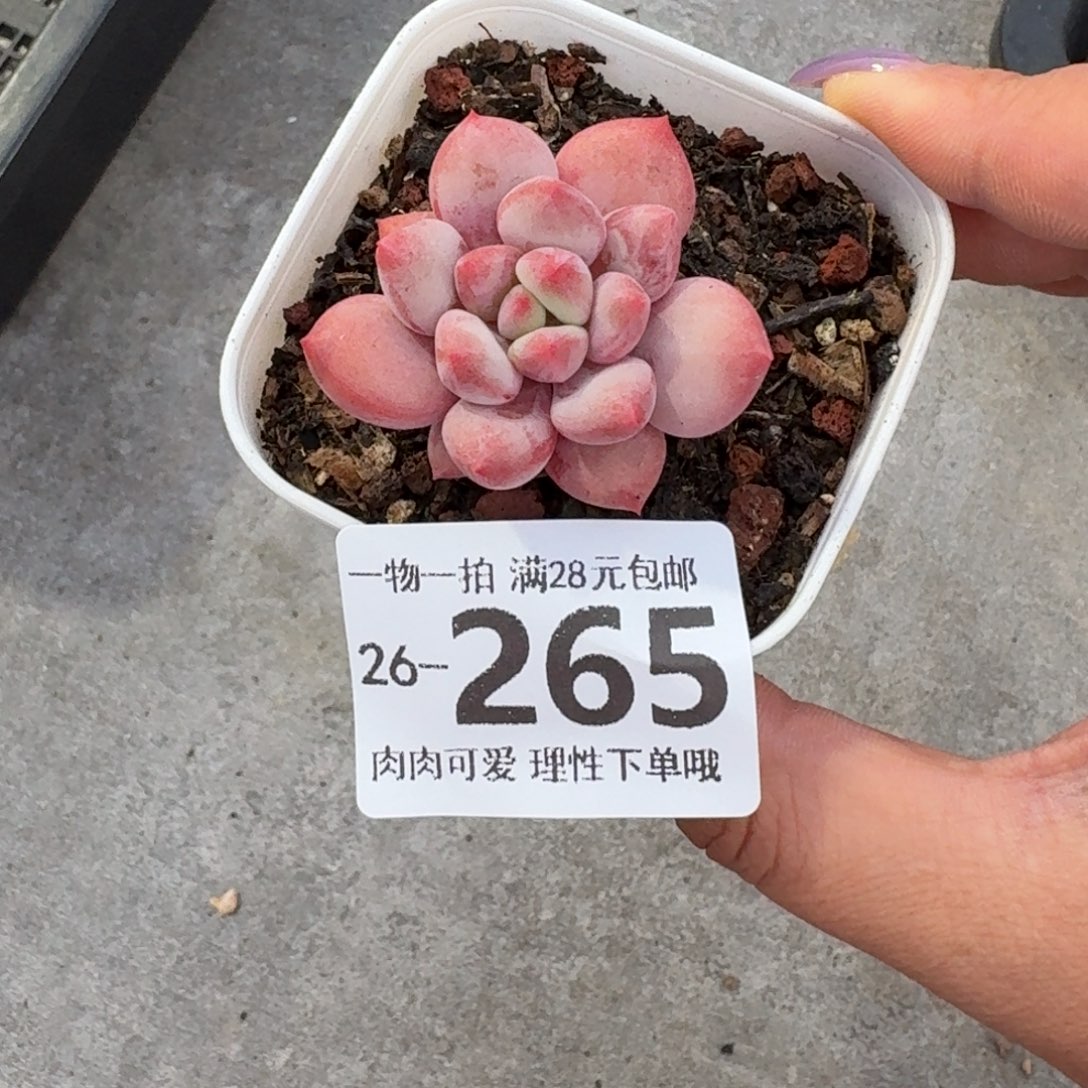 桃花奶无盆土发货