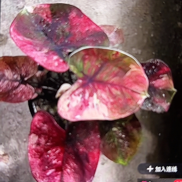 105-0306红魔变异彩叶芋泰国发货多肉