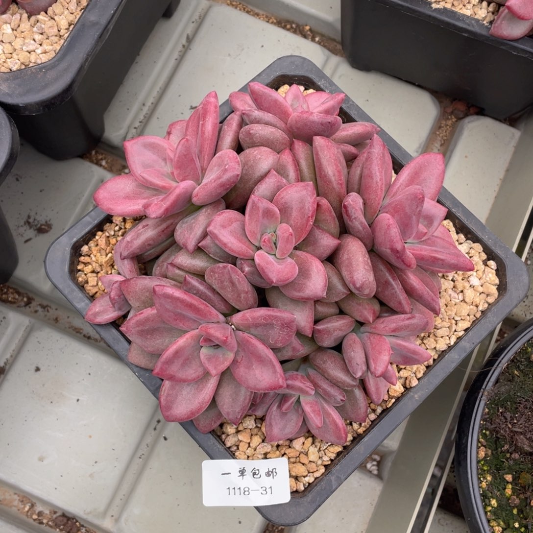 瞻****婴1118-31-赫菲。。。，。。