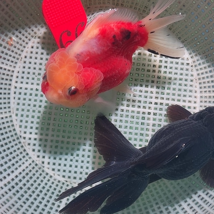 金鱼66号尺寸8-12区间