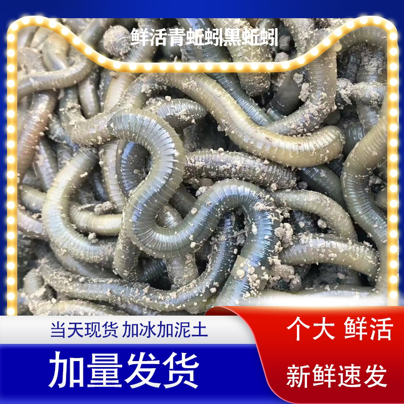 鲜活黑蚯蚓钓黄鳝青蚯蚓特大臭蚯蚓地龙活体蚯蚓野钓钓鱼鱼饵活铒