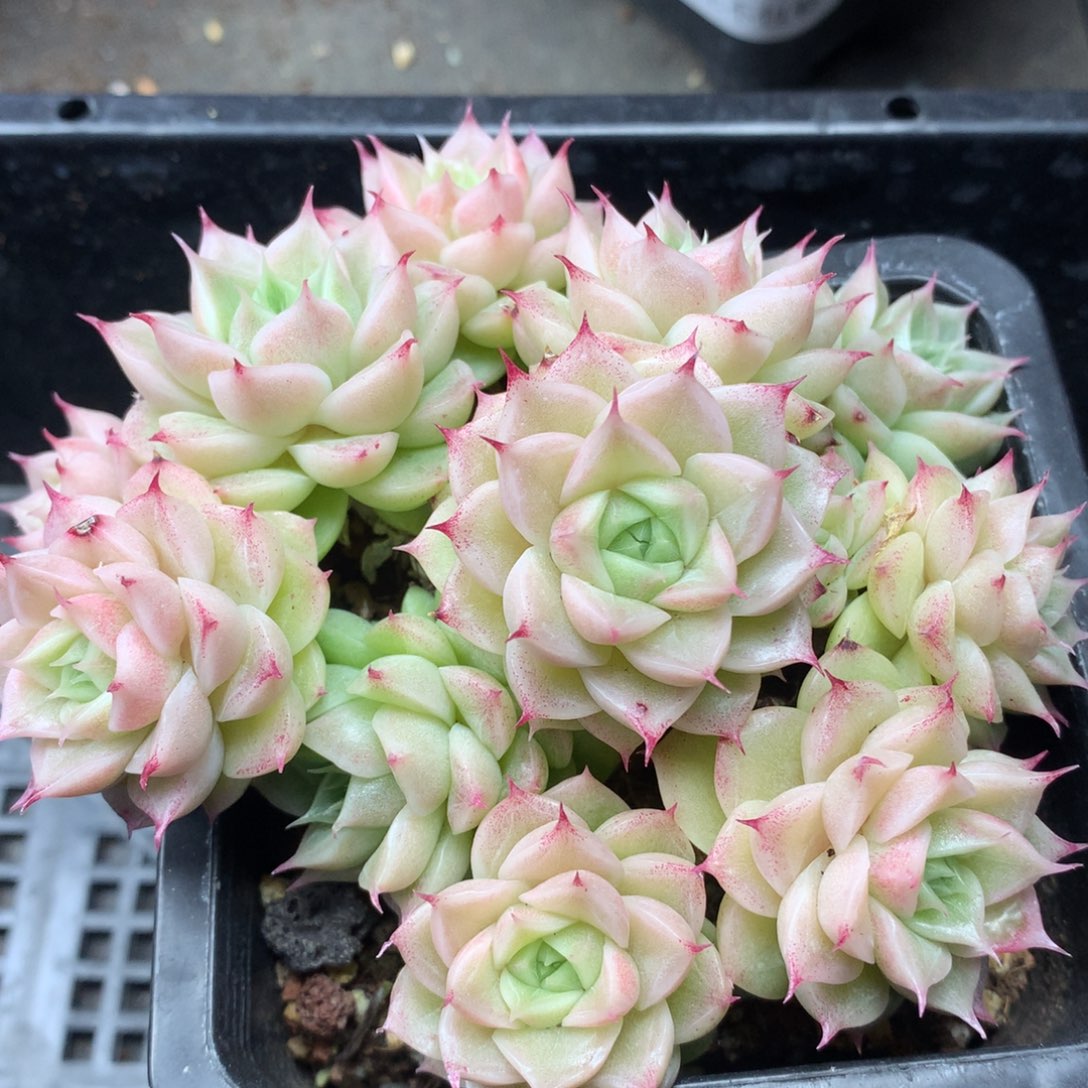 0224-139 海胆优选