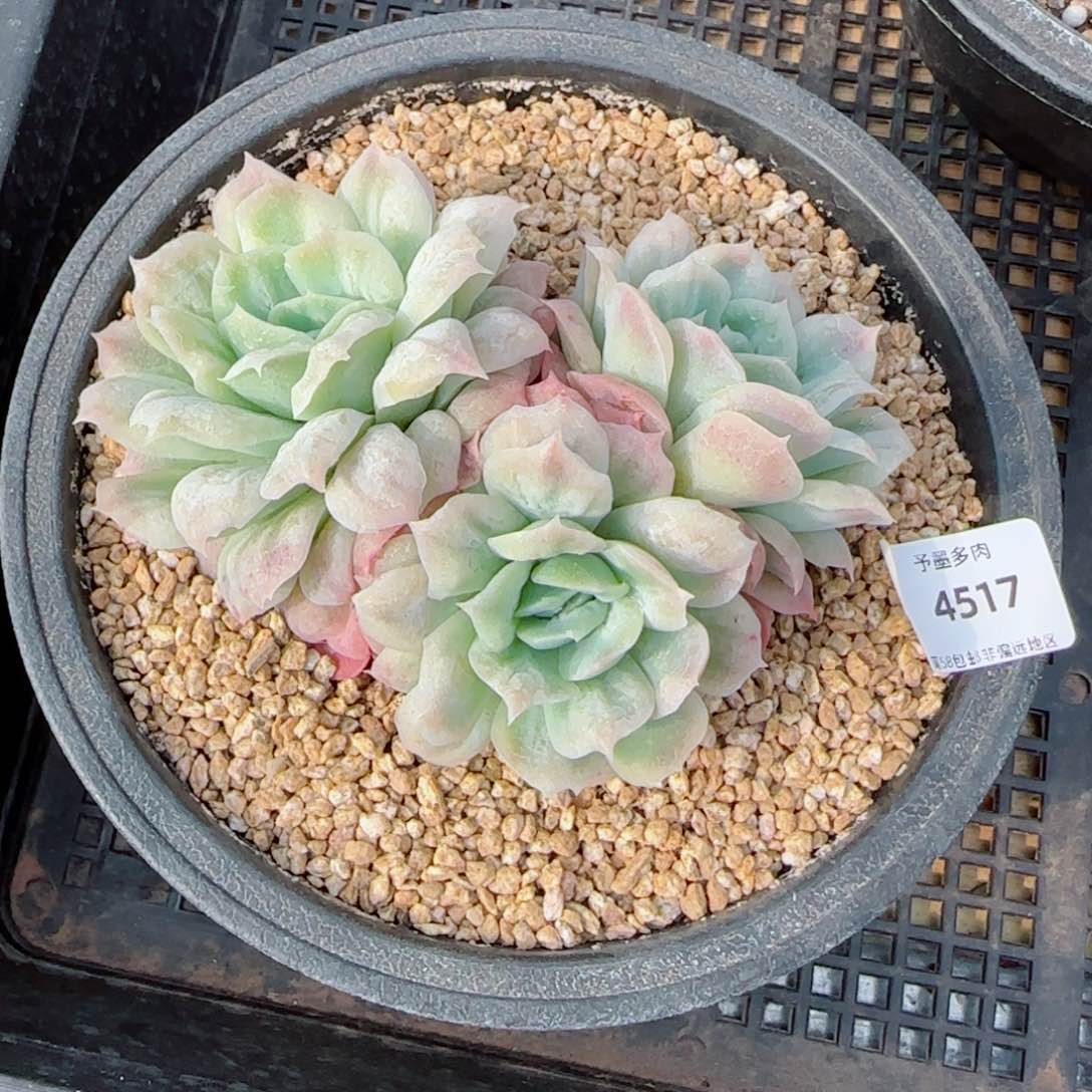 泡泡纱裙，4517多肉