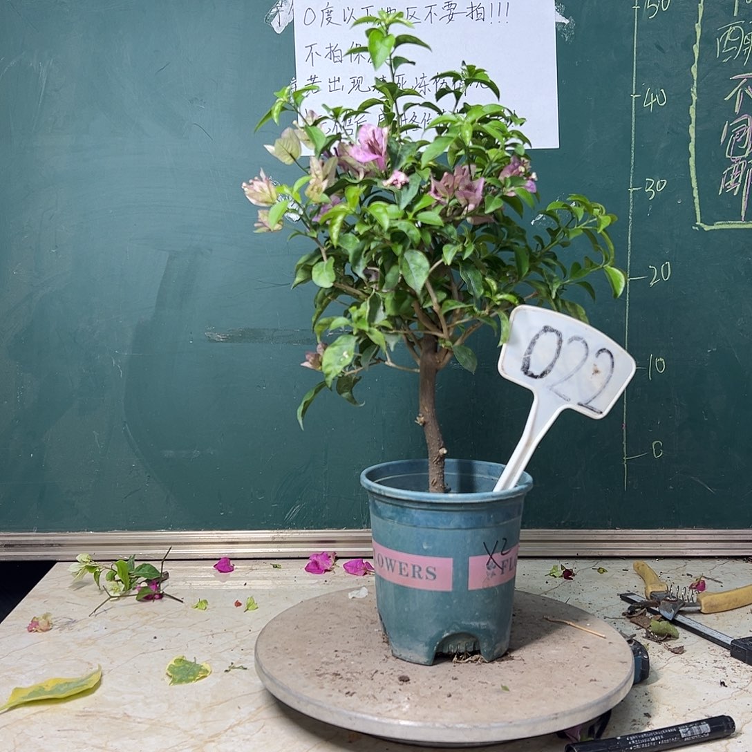 全部花苞雪紫 022